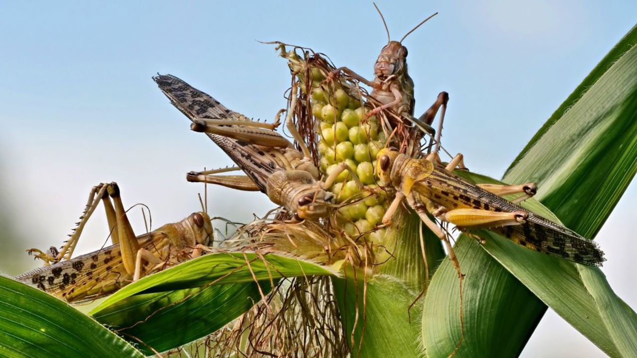 Lăcustele atacă terenurile agricole din Sângerei și amenință recolta. Recomandările ANSA