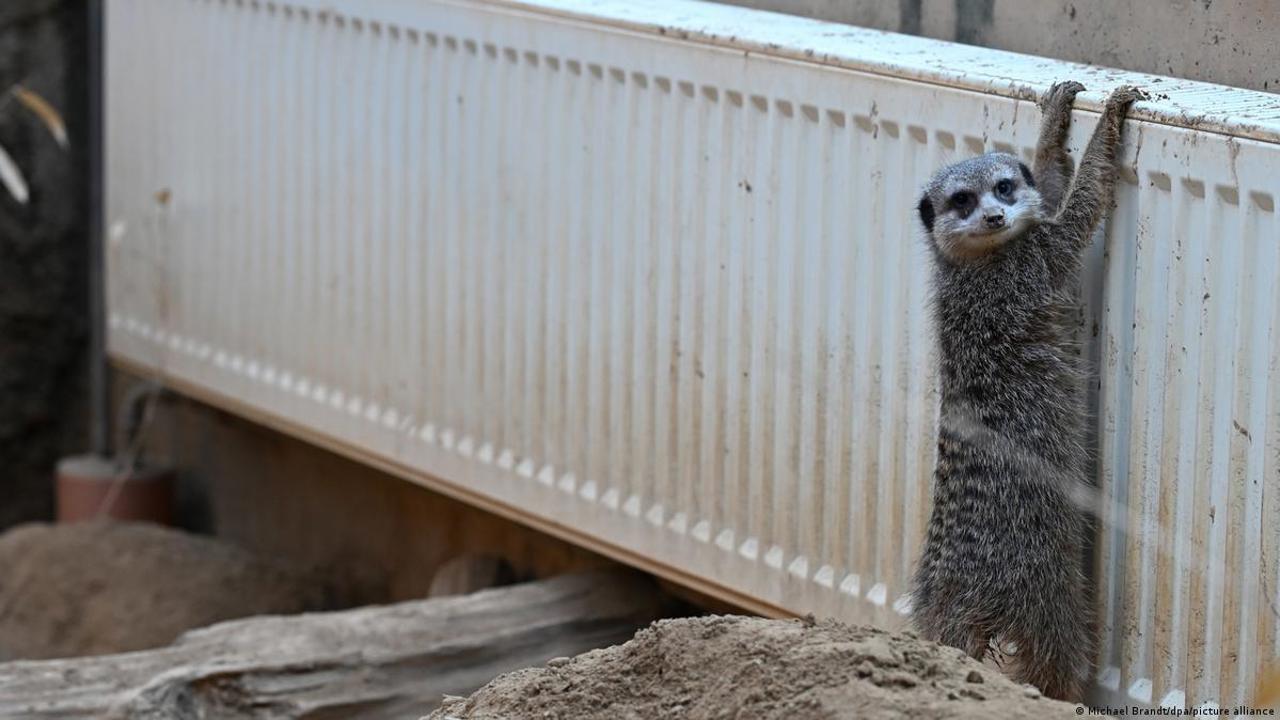Gerul pune la încercare grădinile zoologice din Germania: animale sunt protejate cu haine și încălzitoare