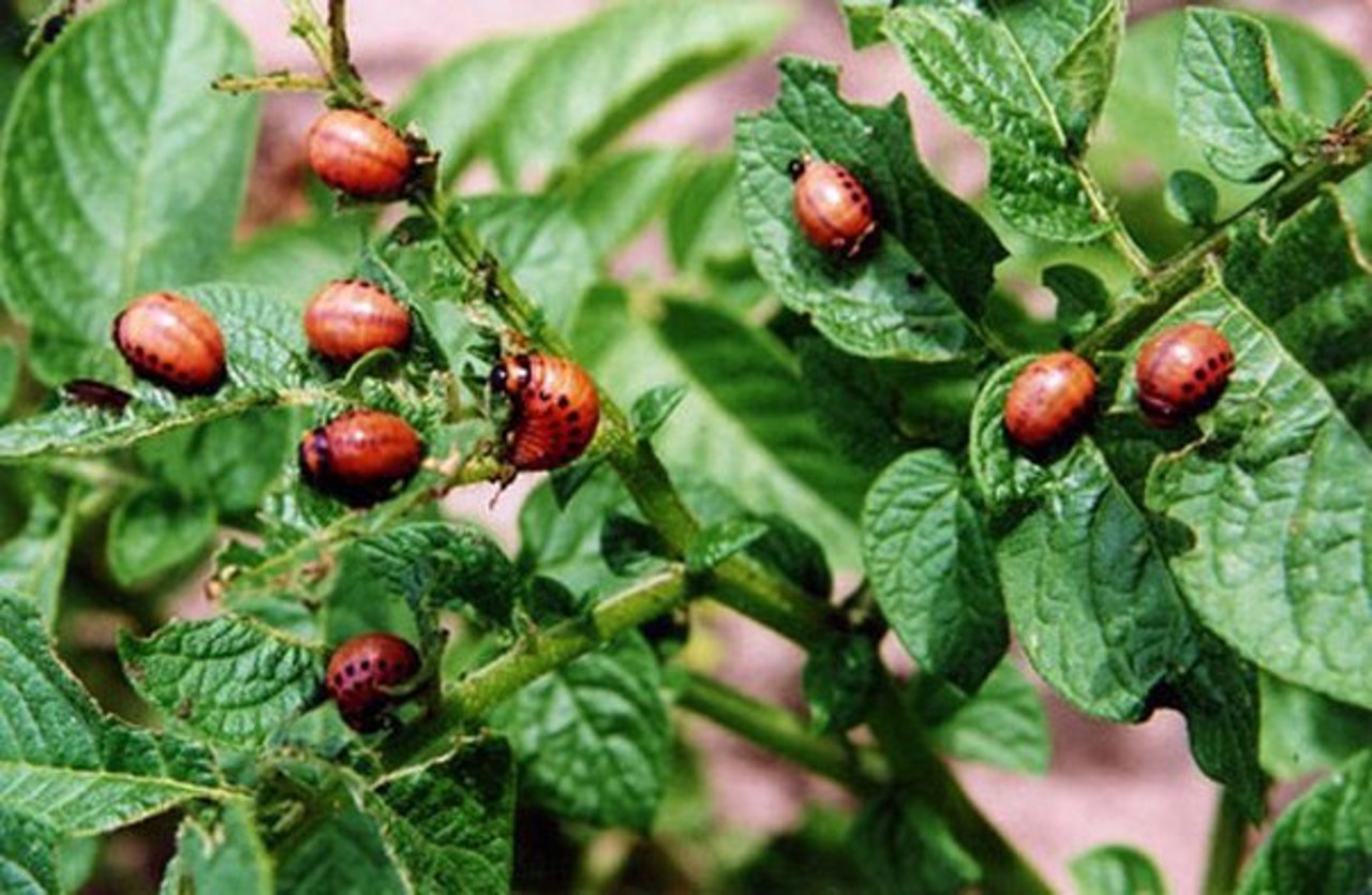 Moldova denies fines for having Colorado potato beetles in gardens