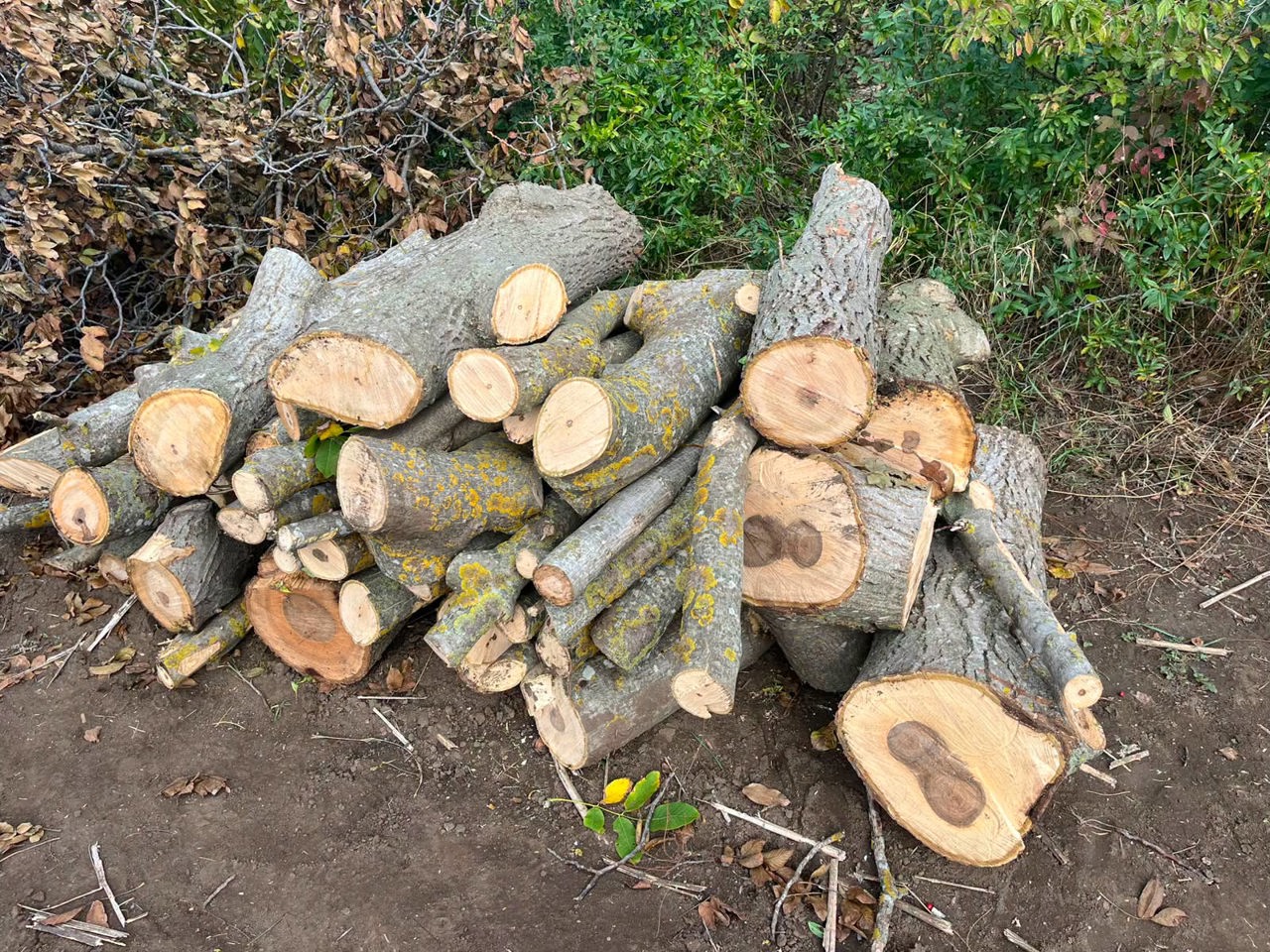 Tăieri ilegale de arbori în trei raioane: Prejudiciu de peste 58.000 de lei la Dondușeni și Cimișlia