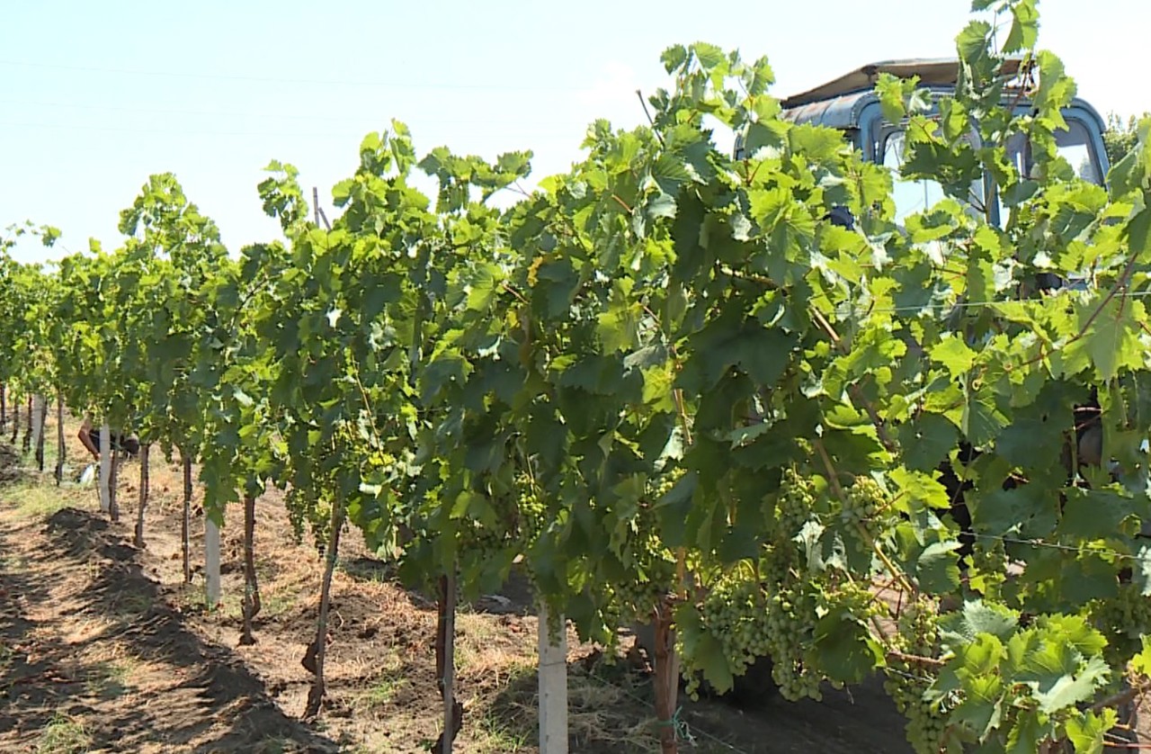 Vii și livezi de pruni din Ștefan Vodă, afectate de secetă. Agricultor: „Suntem nevoiți să procurăm apă”