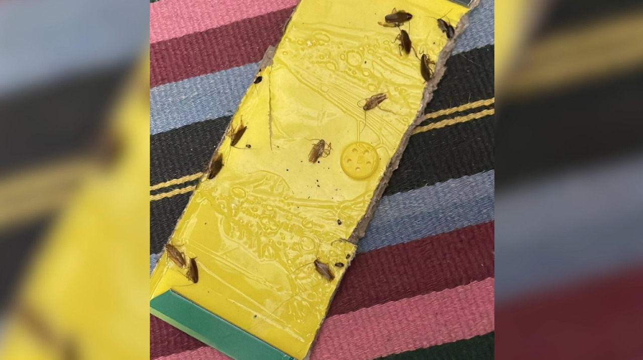 Reclamații privind gândaci într-un cămin din capitală. Universitatea pune la îndoială imaginile