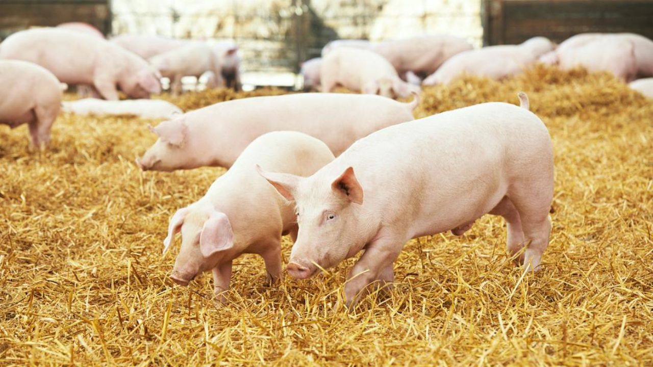 Moldovan farm converts waste into biogas and green electricity