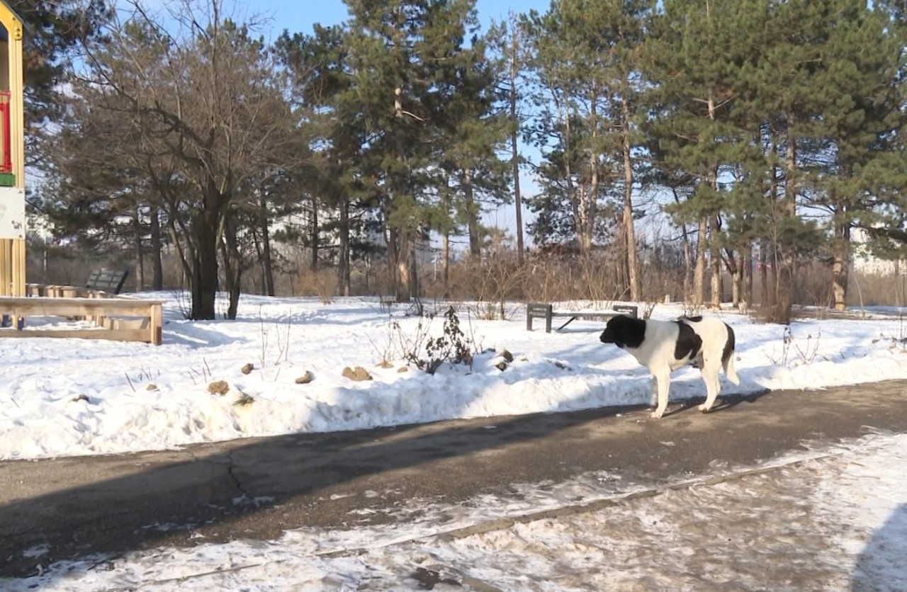 Peste trei mii de chișinăuieni au avut nevoie de vaccin antirabic anul trecut, dublu față de 2024 