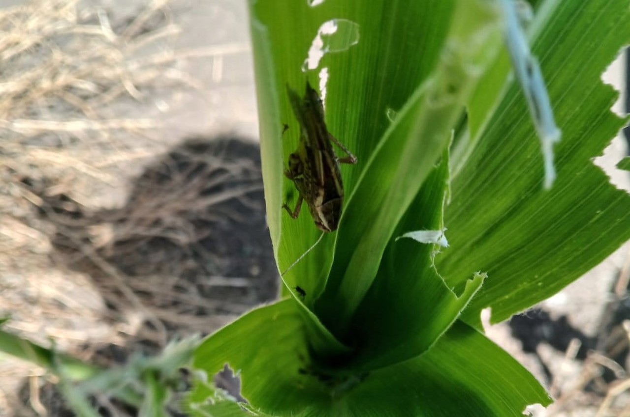 Очаги саранчи на юге Молдовы: фермеров призывают следить за состоянием полей