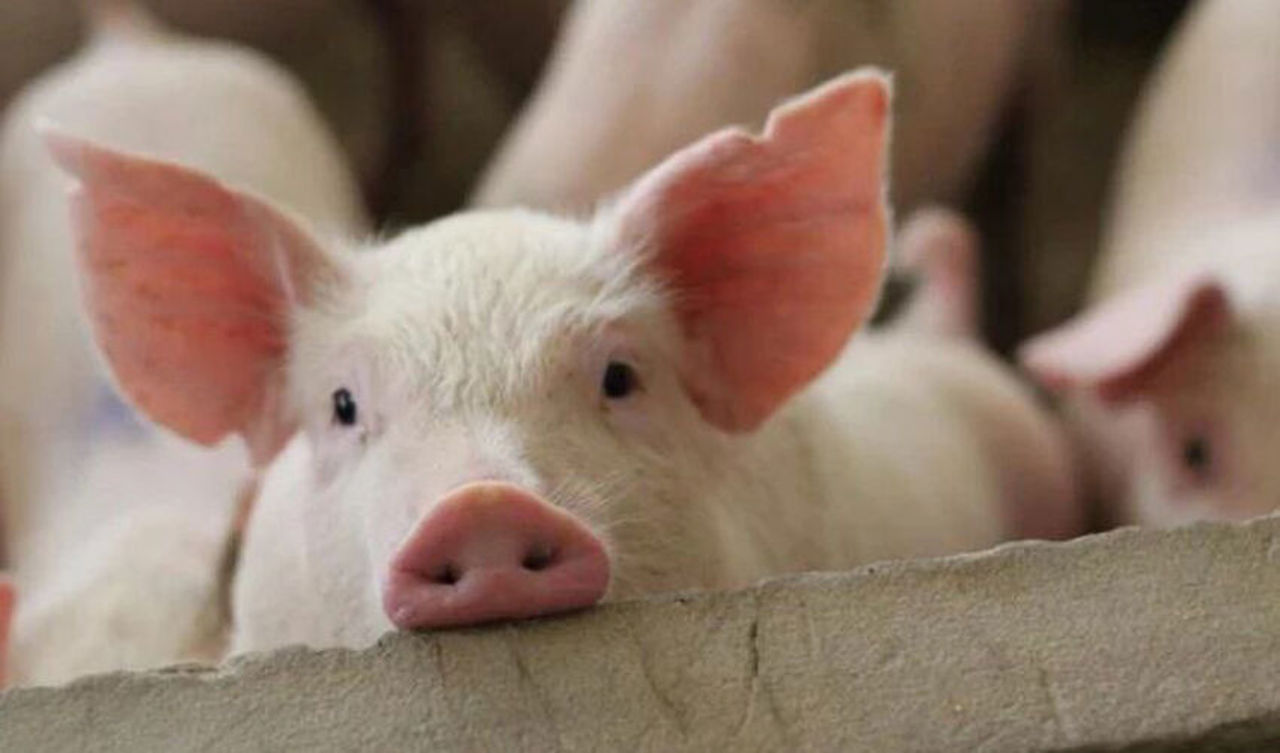 Caz de pestă porcină africană, confirmat în raionul Orhei