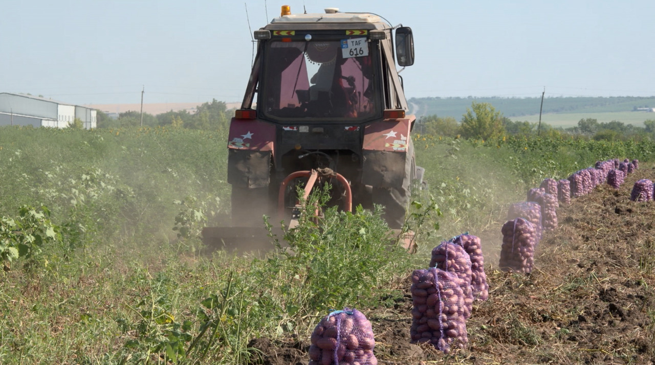 Recoltarea cartofilor e în toi: roada e bună, dar prețurile dezamăgesc agricultorii