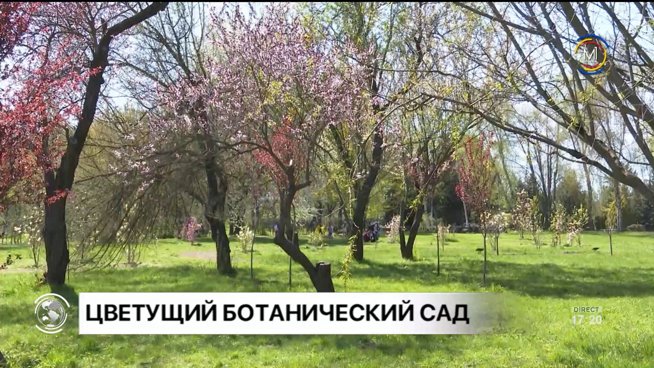 Репортаж: В Кишиневском Ботаническом саду цветение началось раньше обычного времени 