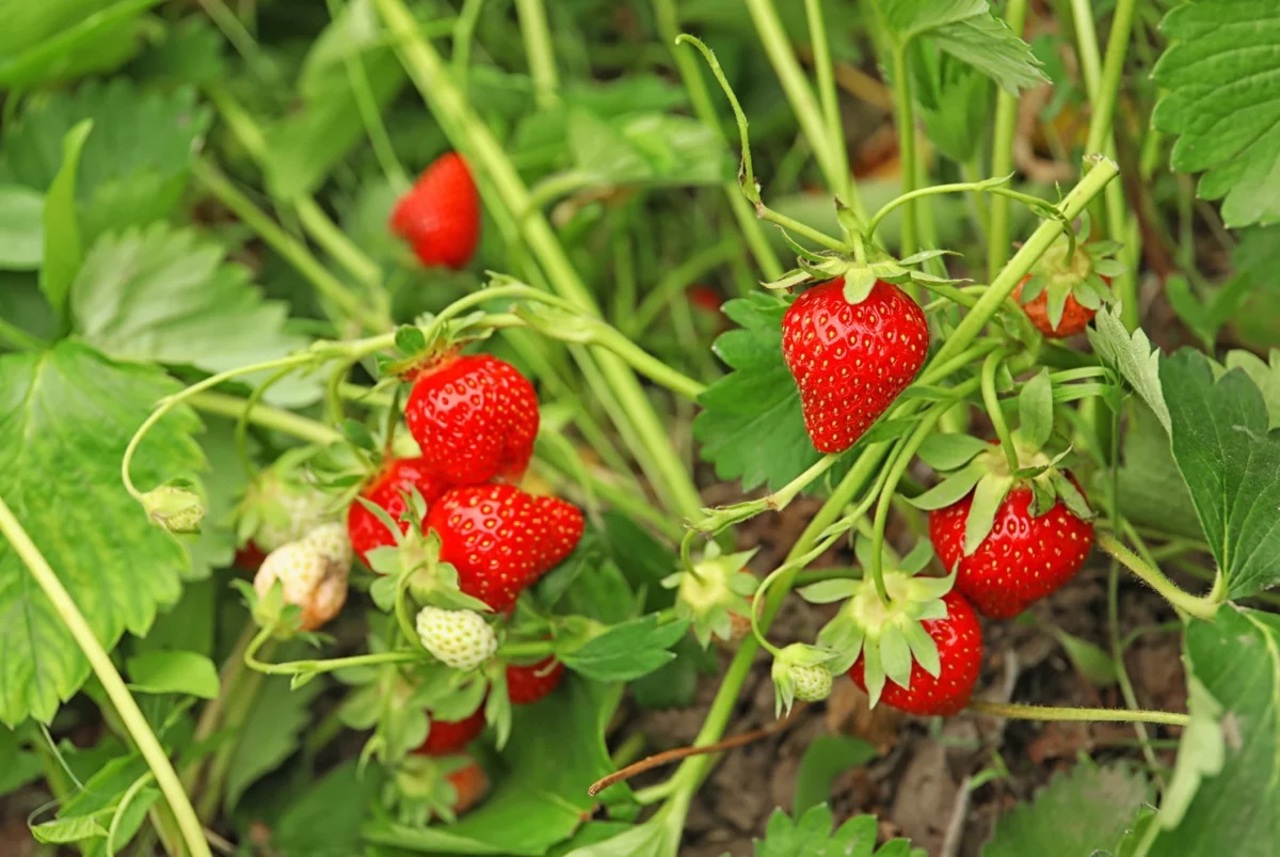 Familie din Horodiște cu afaceri în agricultură de 20 de ani: Căpșunile sunt produsul-vedetă