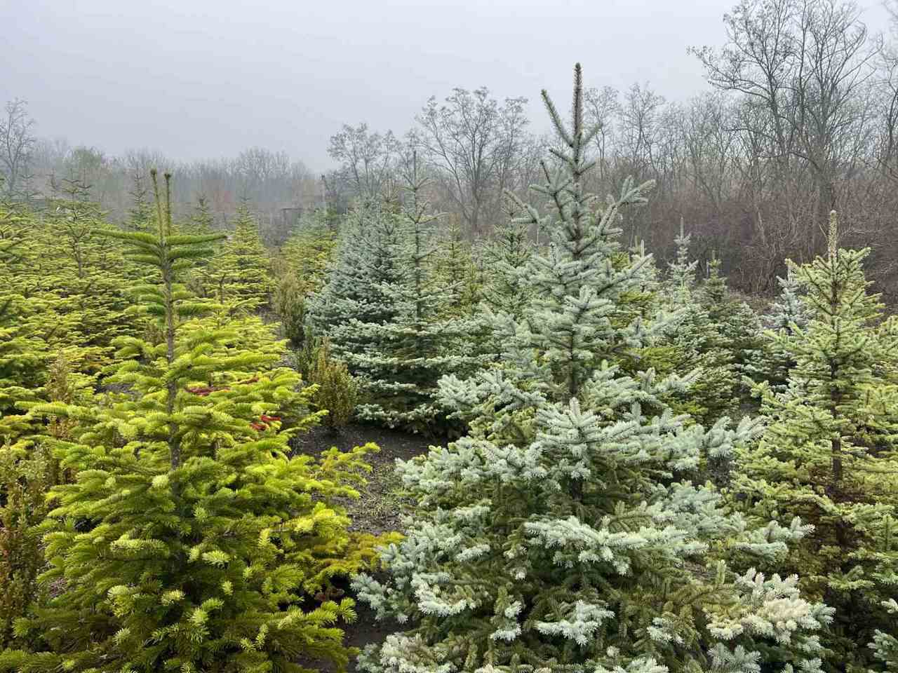 Facebook/Agenția Moldsilva