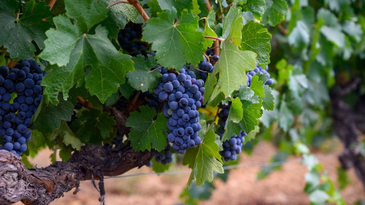 Moldovan grape varieties face winter frost risks, expert warns