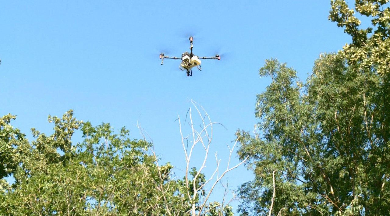 Over 100 hectares of woodland underwent pesticide treatment