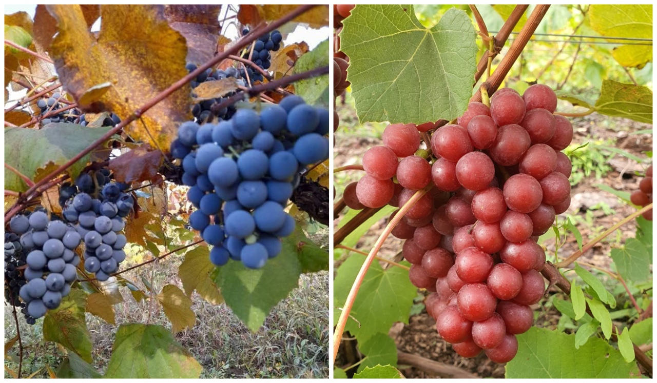 Fără vin din soiurile Isabella și Lidia în UE: R. Moldova mizează pe soiuri noi de viță-de-vie, rezistente la schimbările climatice