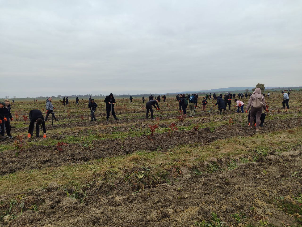 Organizațiile de mediu le solicită autorităților să renunțe la plantarea preponderentă a salcâmilor. Răspunsul Ministerul Mediului