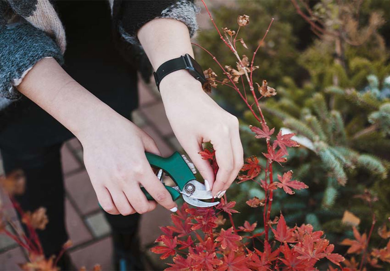 Preparing your garden for winter: agronomist’s tips for a fresh spring start