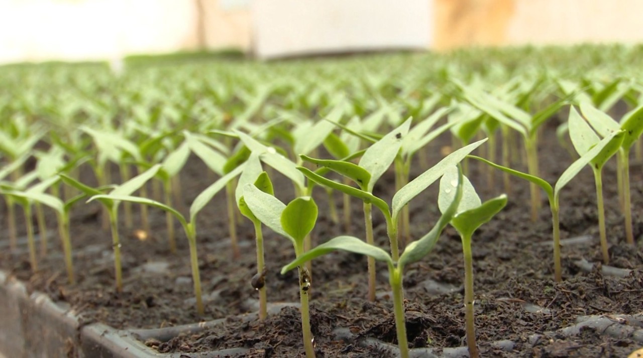 De la începuturi modeste la planuri mari: Rucola, spanac și alte verdețuri, crescute cu multă grijă în sere la Ivancea