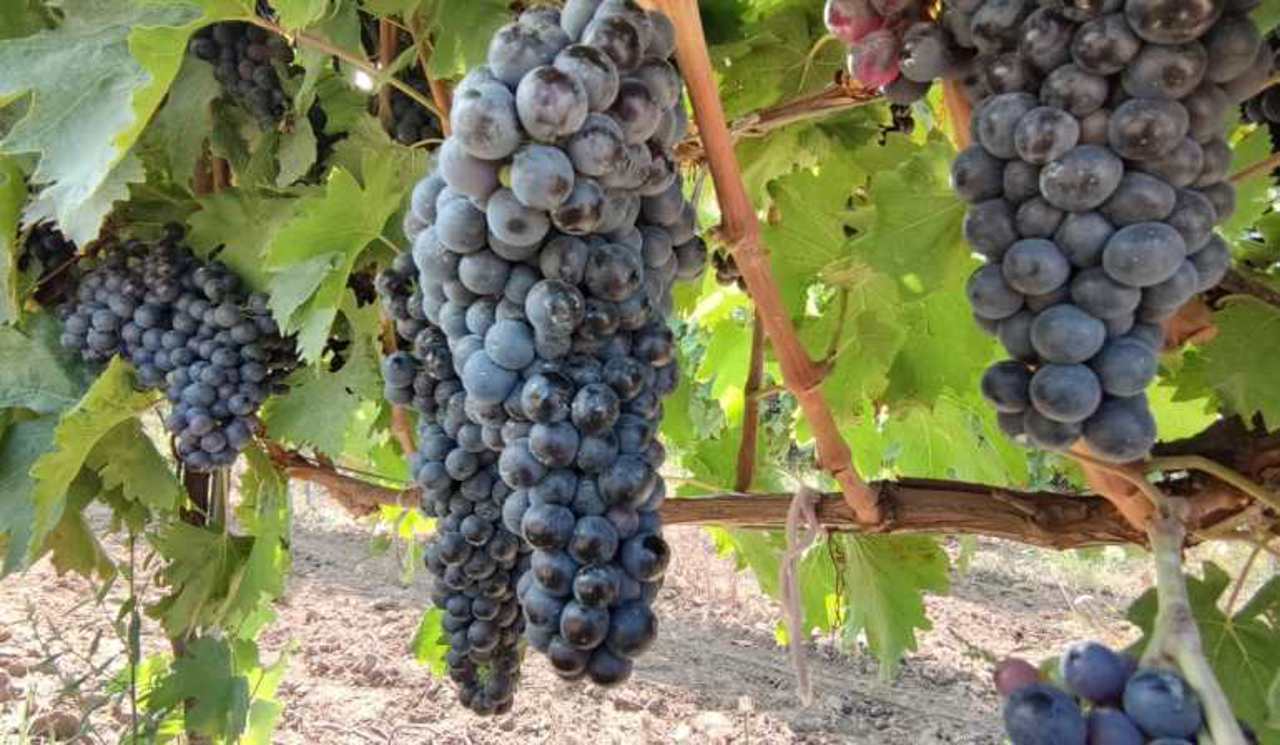 Национальное бюро винограда и вина: в этом году урожай может превысить прошлогодний почти на 40%