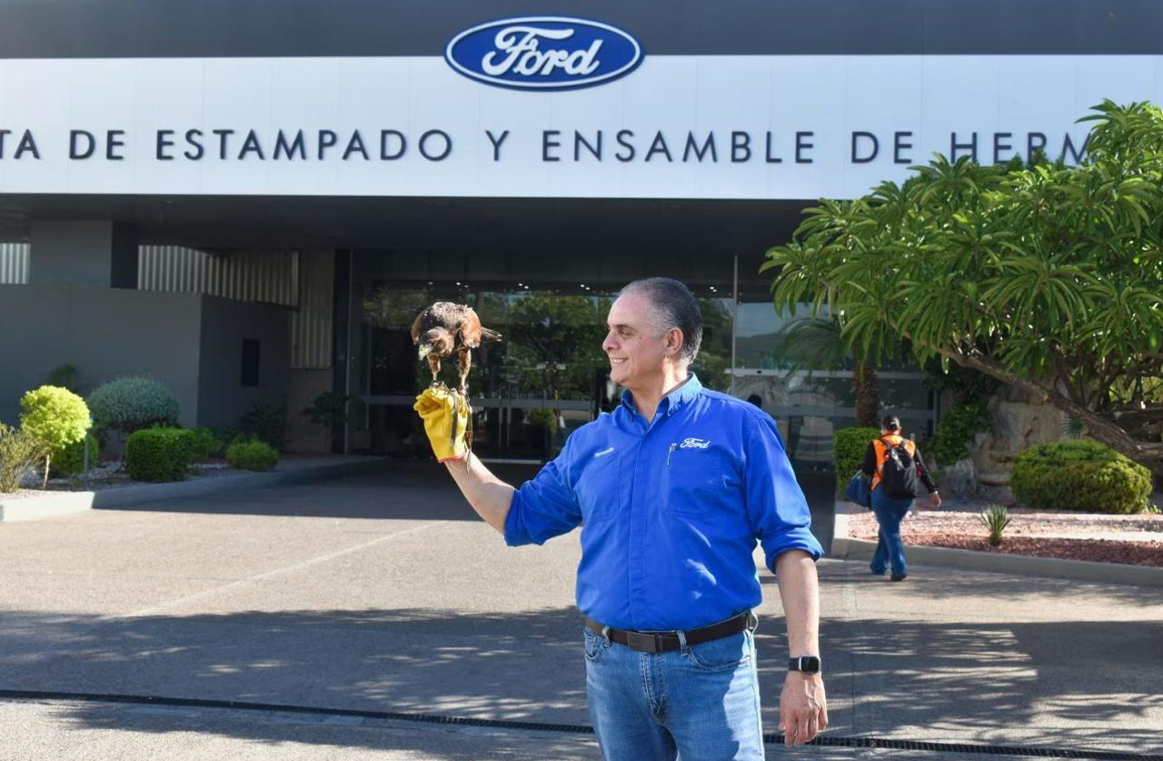 „Angajatul lunii” la Ford este un șoim: El Charro a redus cu 80% numărul porumbeilor din preajma uzinei din Mexic