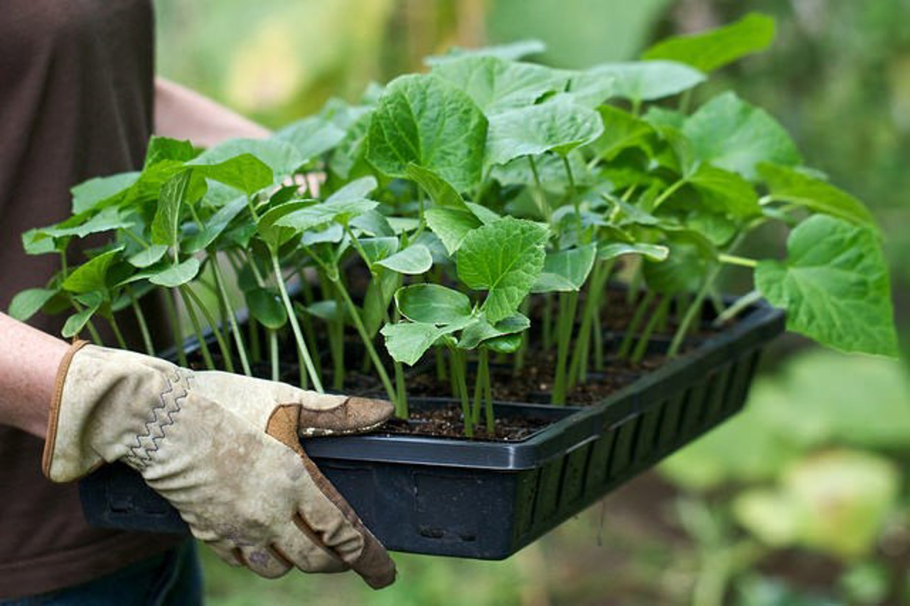 ANSA Moldova: seed, plant material deadlines near