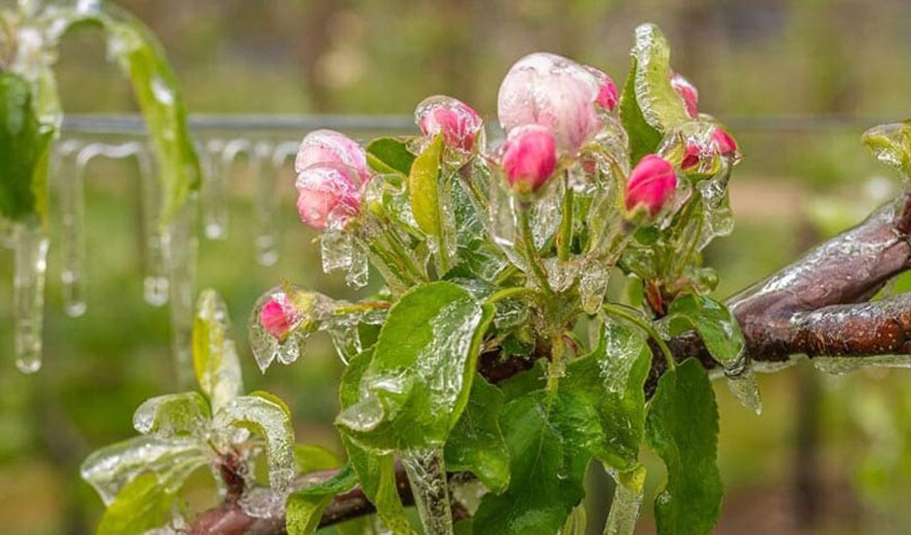 Înghețuri și ploi în aprilie: Meteorologii estimează o creștere a temperaturilor spre finalul lunii