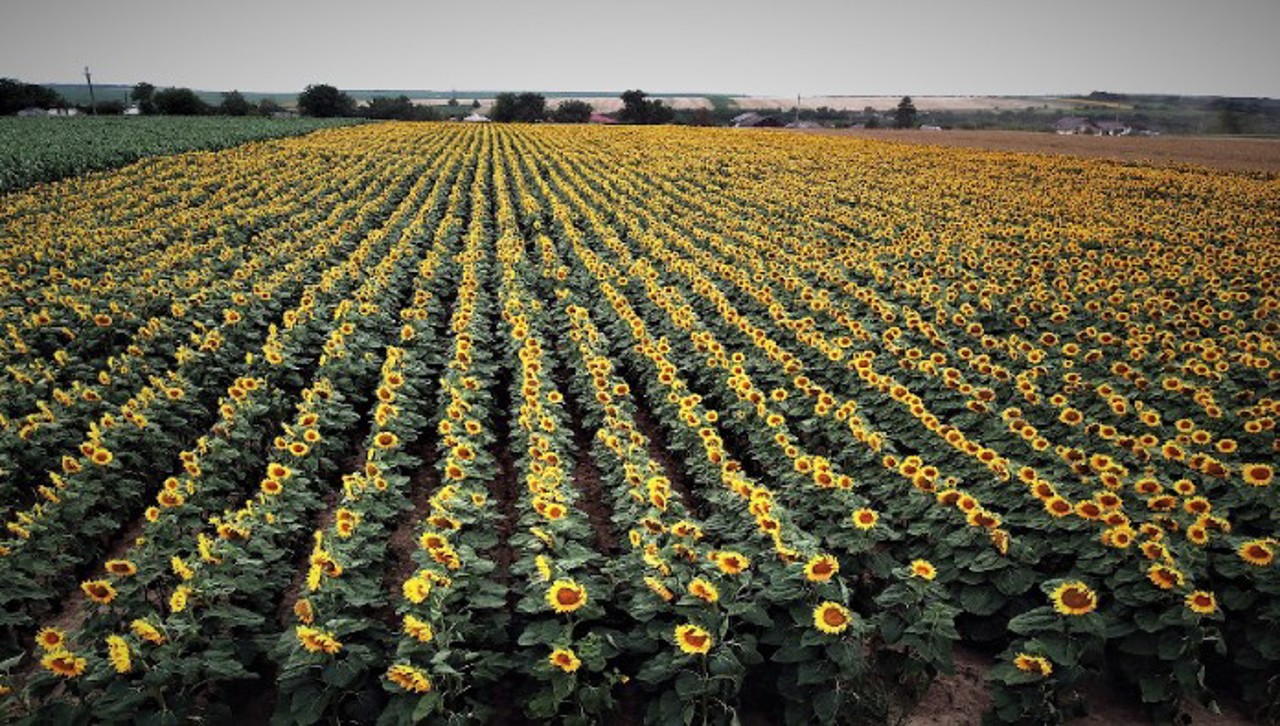 „Agricultura este principalul motor”: R. Moldova a început să exporte mai mult, după trei ani de scăderi consecutive
