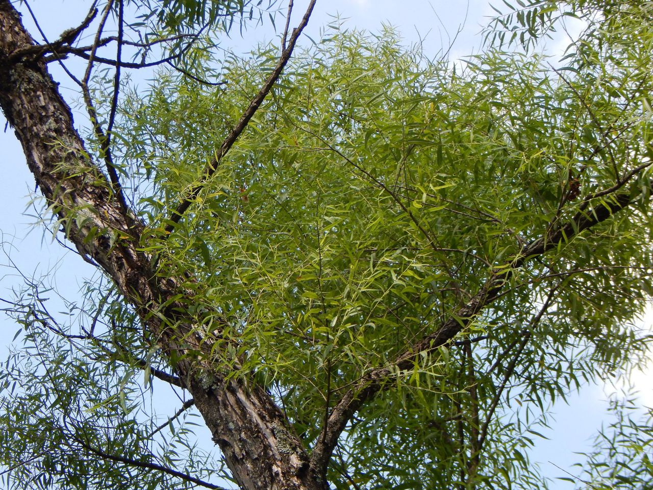 фото-символ 