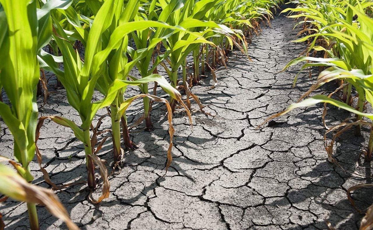 Moldova drought: Ștefan Vodă crops destroyed