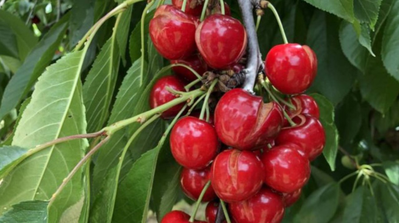 "Moldova Fruct" Association calls for state of calamity in agriculture after frost and hail