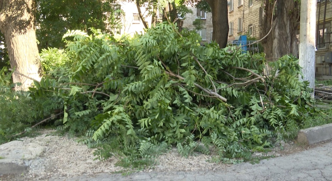 Defrișări cu scandal: Locatarii unui bloc din capitală, nemulțumiți că sunt tăiați arborii din curte