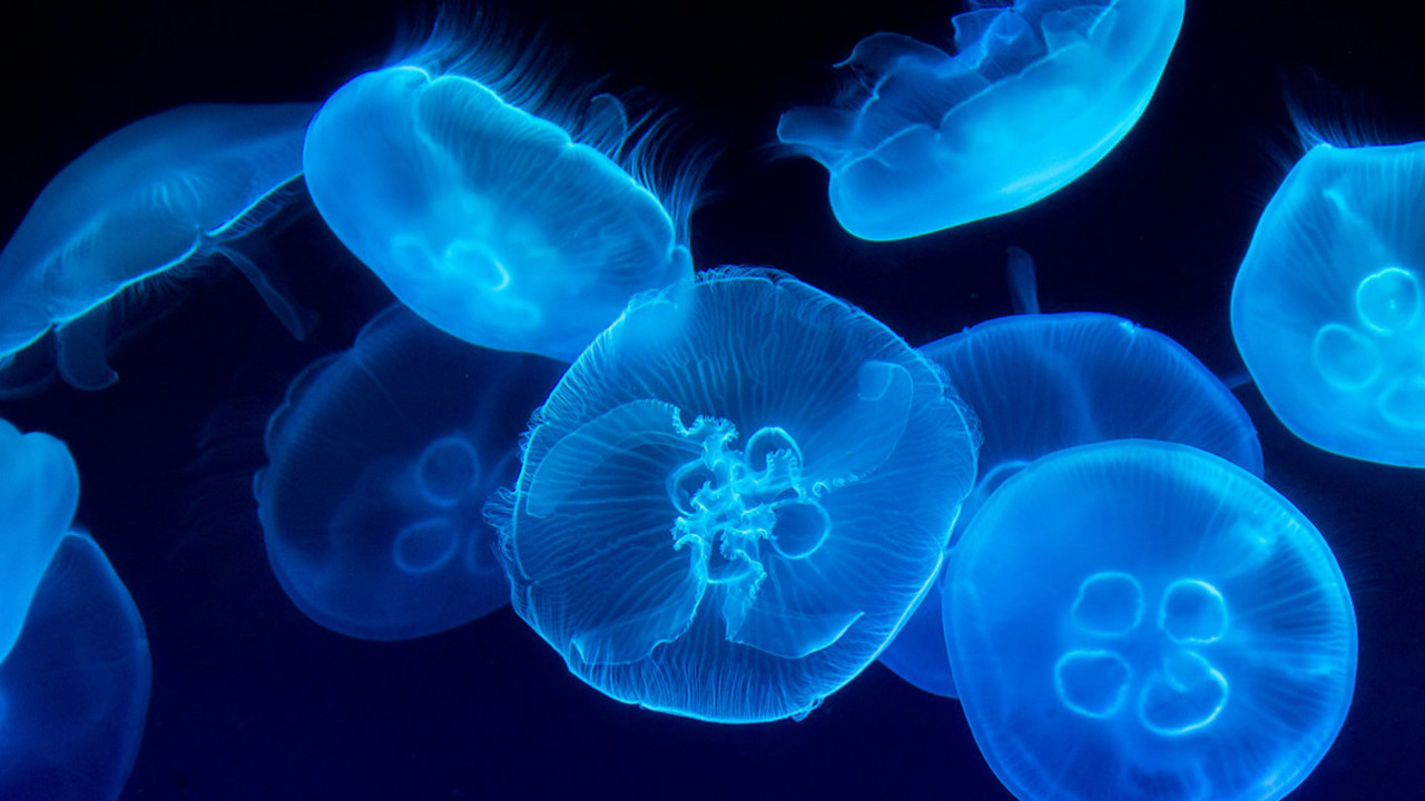 În Rusia va începe pescuirea meduzelor din Marea Azov pentru consum alimentar