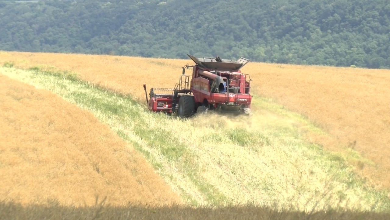 Recoltarea rapiței a început în nordul țării. Rezultate încurajatoare, spun fermierii 