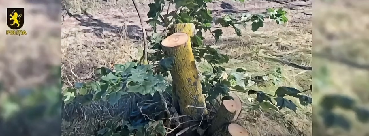 Tăieri ilegale de arbori în raionul Drochia: Prejudiciu de zeci de mii de lei