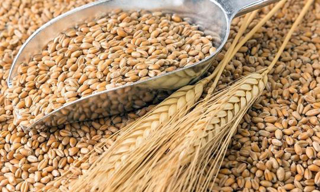 Минсельхоз: Лицензирование импорта зерна продлят до конца года