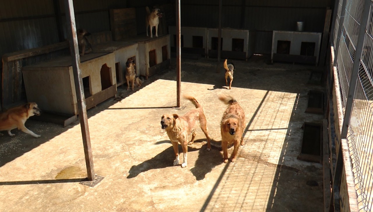 Câini ținuți în condiții inumane, susțin mai mulți protestatari. Răspunsul directorului de la „Supravegherea și protecția animalelor”
