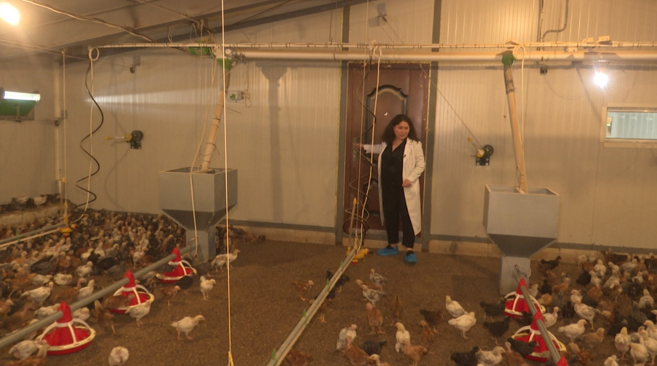 Fermele de păsări au dat startul sezonului: puii s-au scumpit cu 5 lei