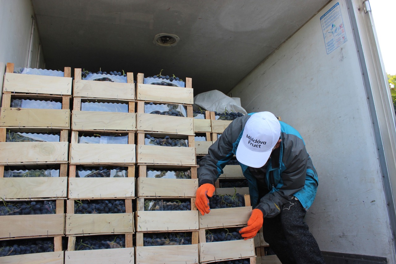 Intenția Kievului de a sista importurile din R. Moldova ar pune în pericol 10% din exportul de struguri moldovenești