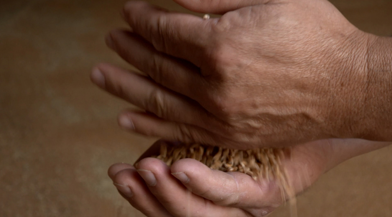 Recolta de grâu promite vești bune pentru consumatori: pâinea s-ar putea ieftini