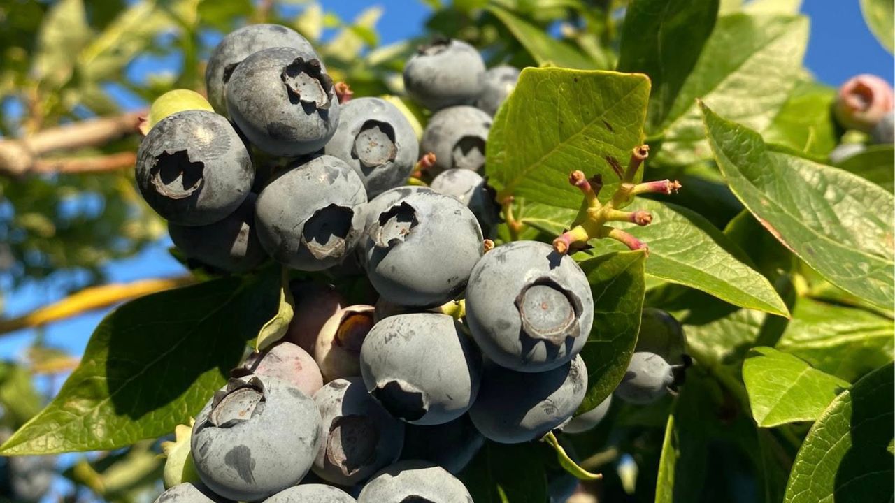 Afinele câștigă tot mai mult teren în R. Moldova: depășesc consumul de căpșuni