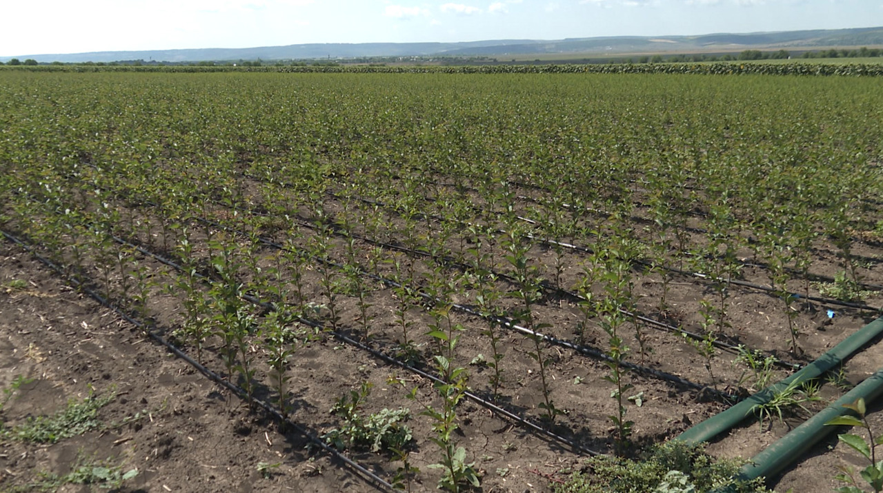 Mălăiești fruit grower finds success through modern irrigation