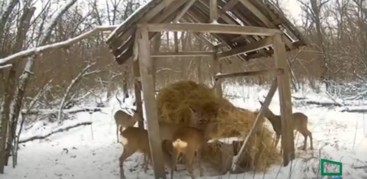 Gerul și gheața afectează fauna din Orheiul Vechi. Rezervația a pregătit hrană suplimentară pentru animale