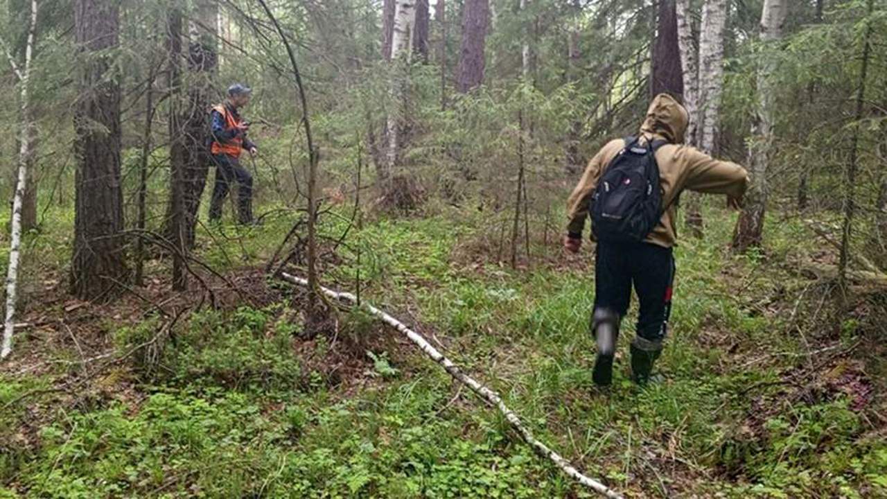 Двое пропавших в лесу детей в Свердловской области найдены живыми