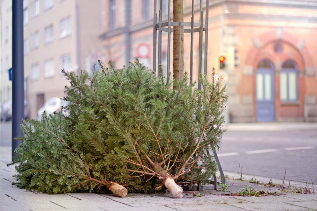 Pomii de Crăciun sunt colectați și transformați în îngrășăminte naturale