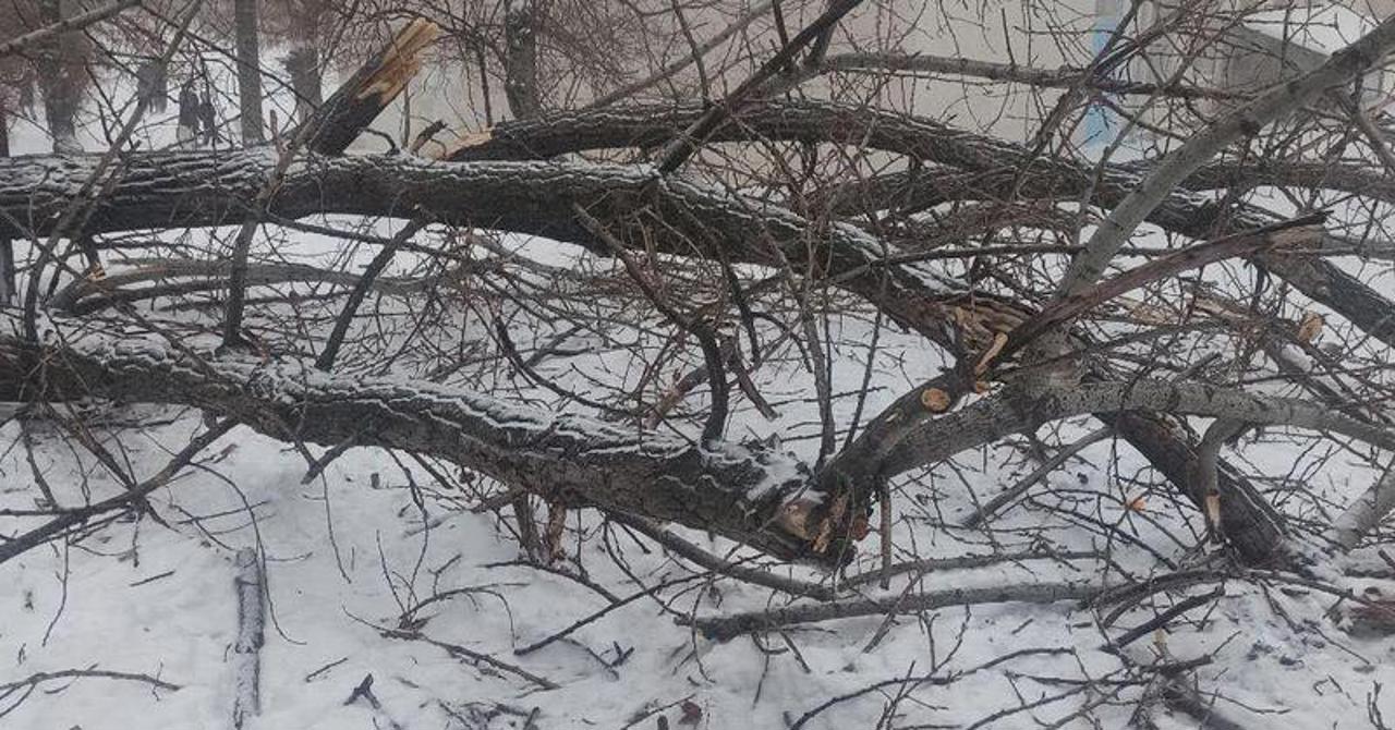 Tree fall injures one during Chisinau sledding