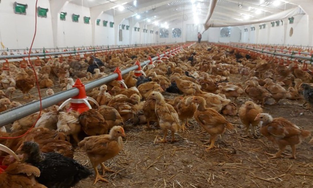 De ce sunt puțini exportatori moldoveni de carne și ouă pe piața europeană: explicațiile vicepremierului Nistor