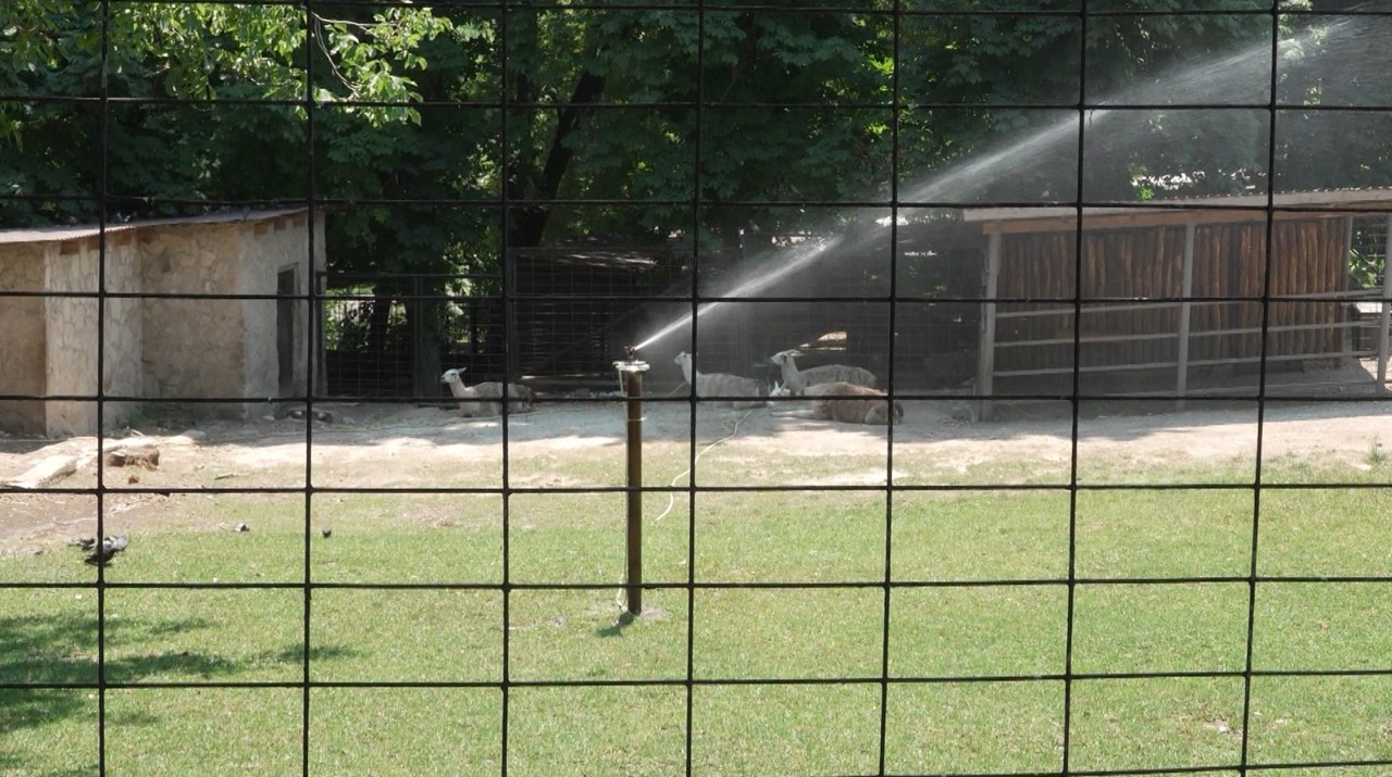 Canicula, greu de suportat de animalele din Grădina Zoologică: Băi cu apă rece și fructe congelate   