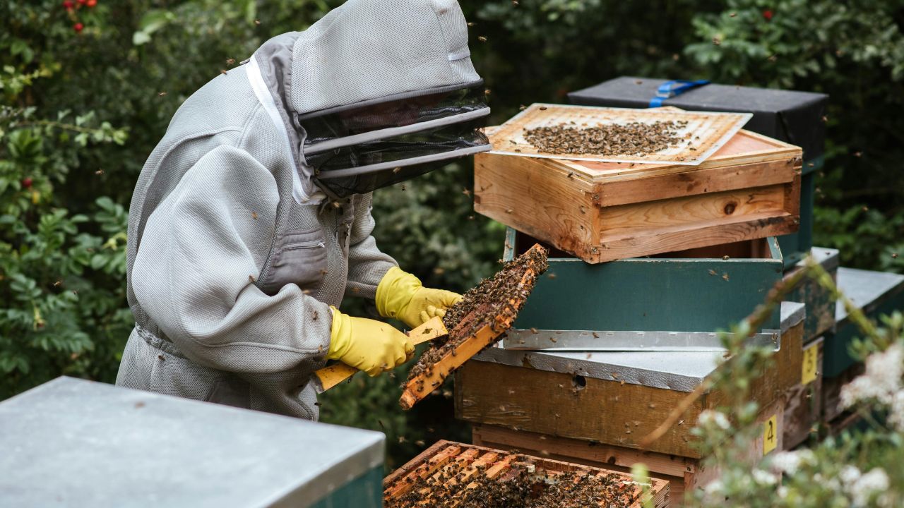 Temperaturile scăzute din această primăvară ar putea reduce considerabil producția de miere de salcâm