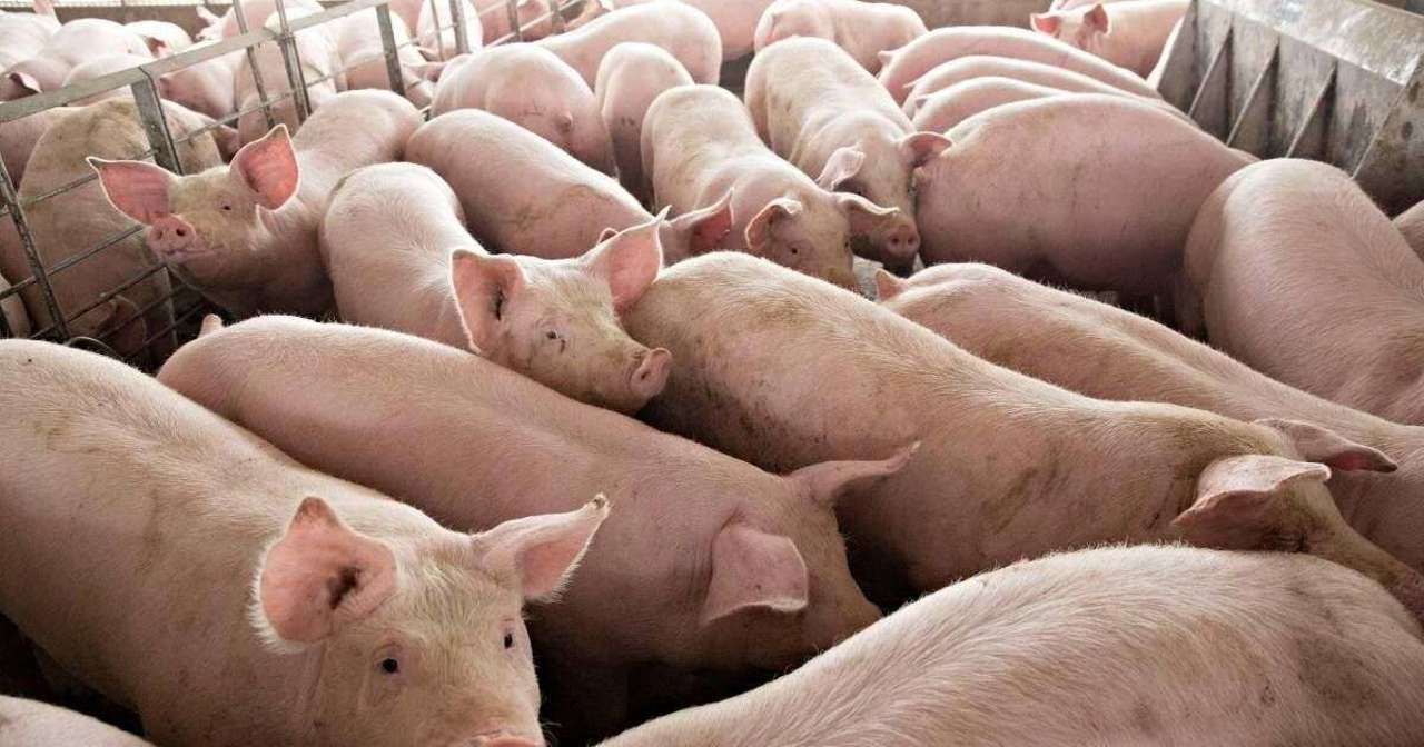 Fermele de porci din Roșcani și Cimișeni, printre cele mai mari din țară, și-au reluat activitatea după eradicarea focarelor de pestă porcină 