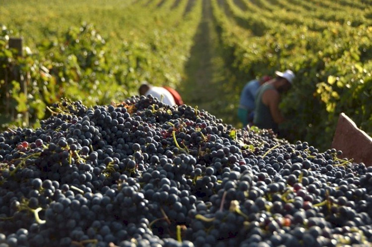 Producția de struguri pentru vin, mai mare cu 15% în acest an: Cu cât va fi vândut kilogramul