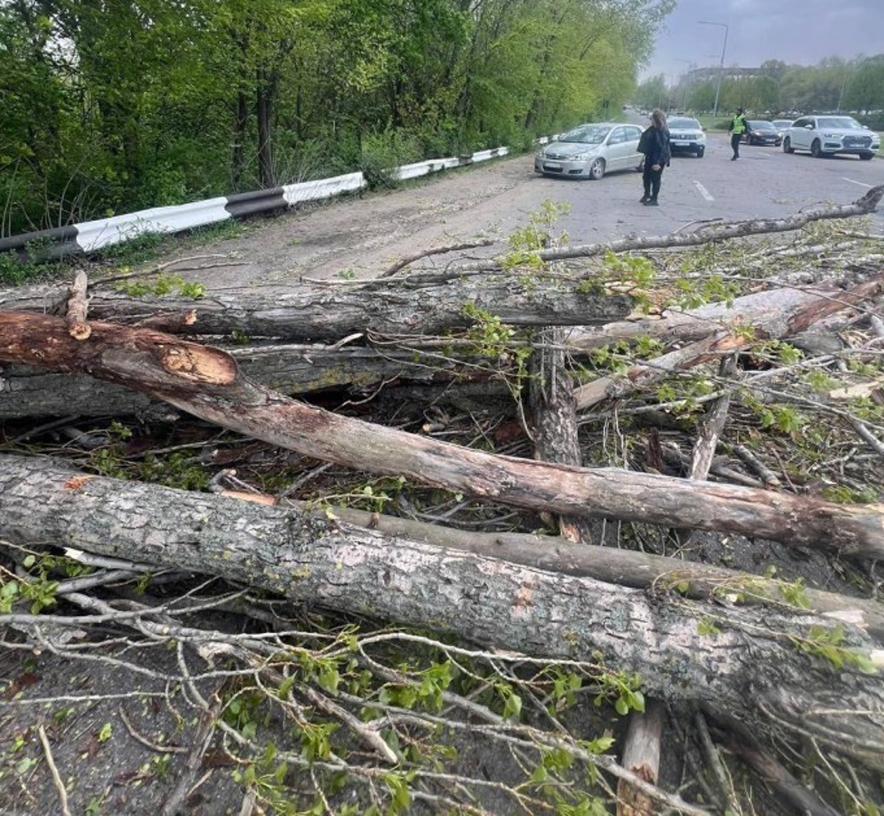 Cod portocaliu de vânt puternic: Drumuri blocate de copaci doborâți, pomi căzuți peste mașini și puncte de trecere a frontierei blocate 