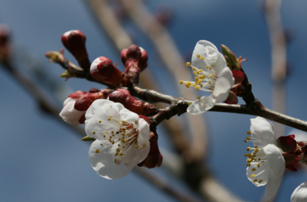 SHS: Frosts are possible. The sudden change in weather is conditioned by the influence of a cyclone